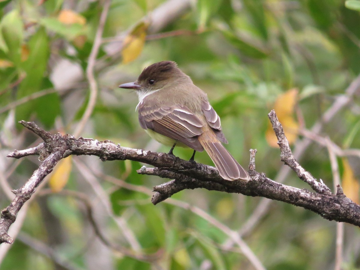 Sad Flycatcher - Garrett MacDonald