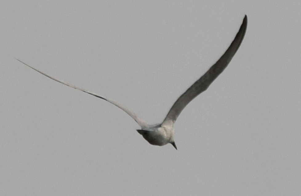 Крячок річковий - ML645311928