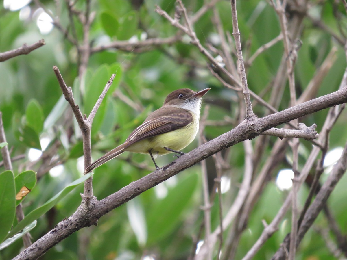Sad Flycatcher - ML64531201