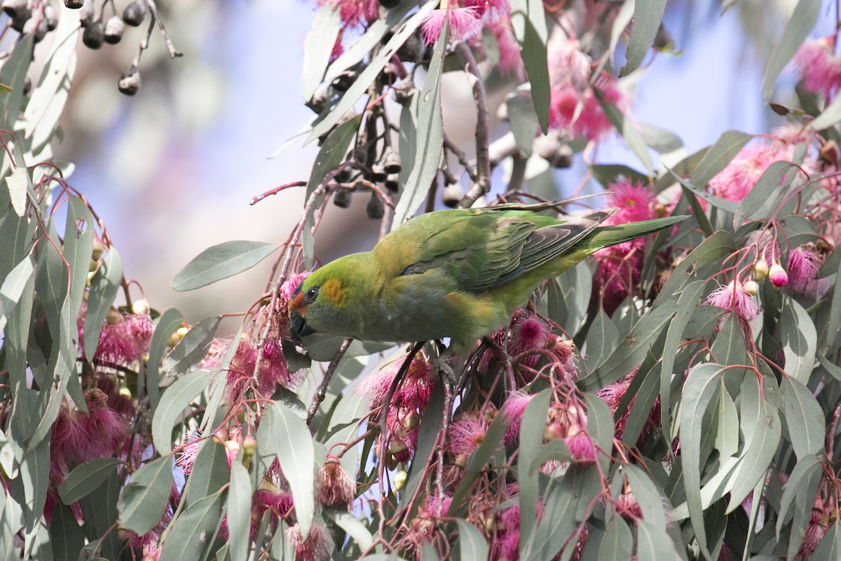 Purple-crowned Lorikeet - ML645312143