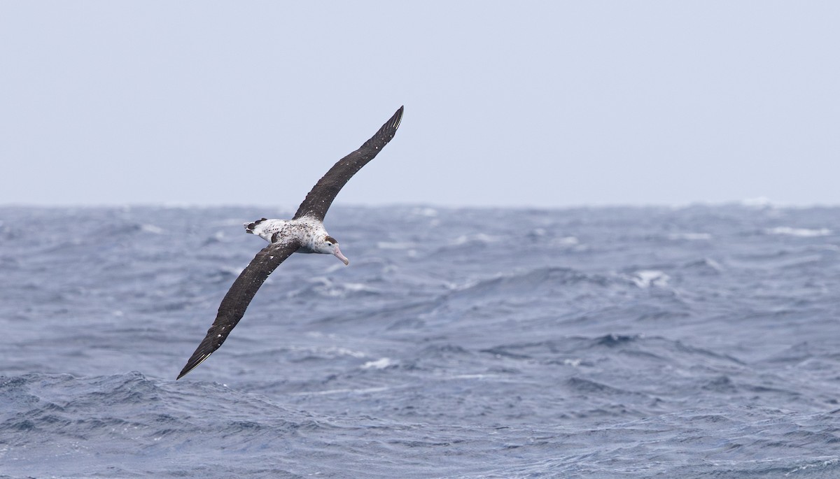 Antipodean Albatross (New Zealand) - ML645312177