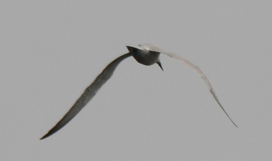 Gull-billed Tern - ML645312186