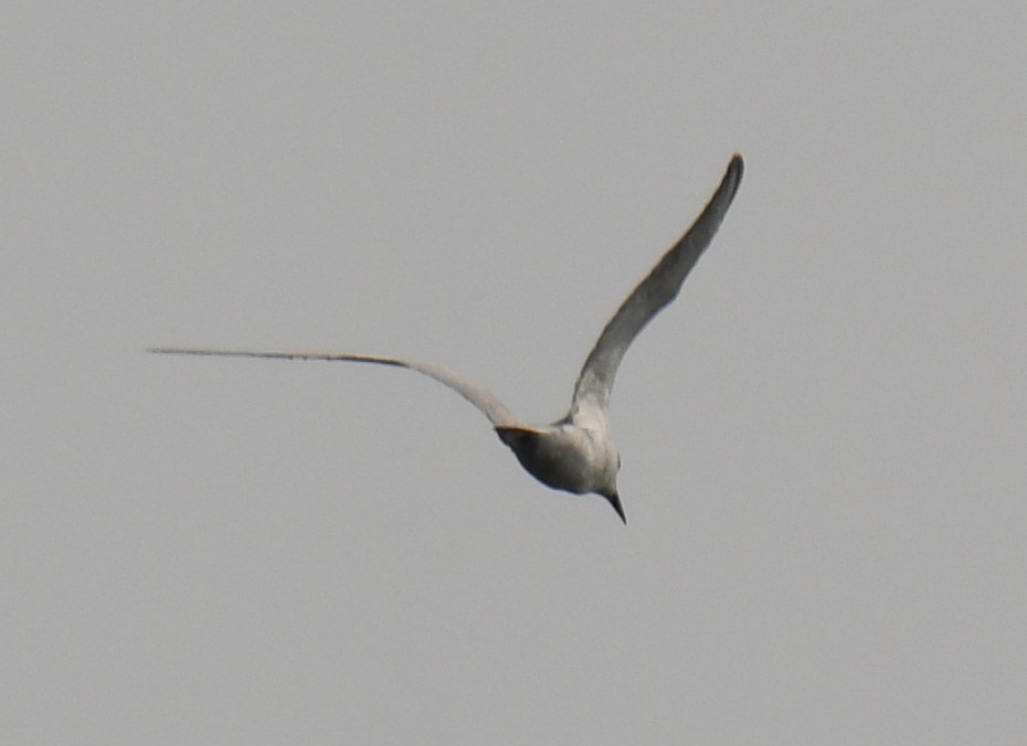 Gull-billed Tern - ML645312189