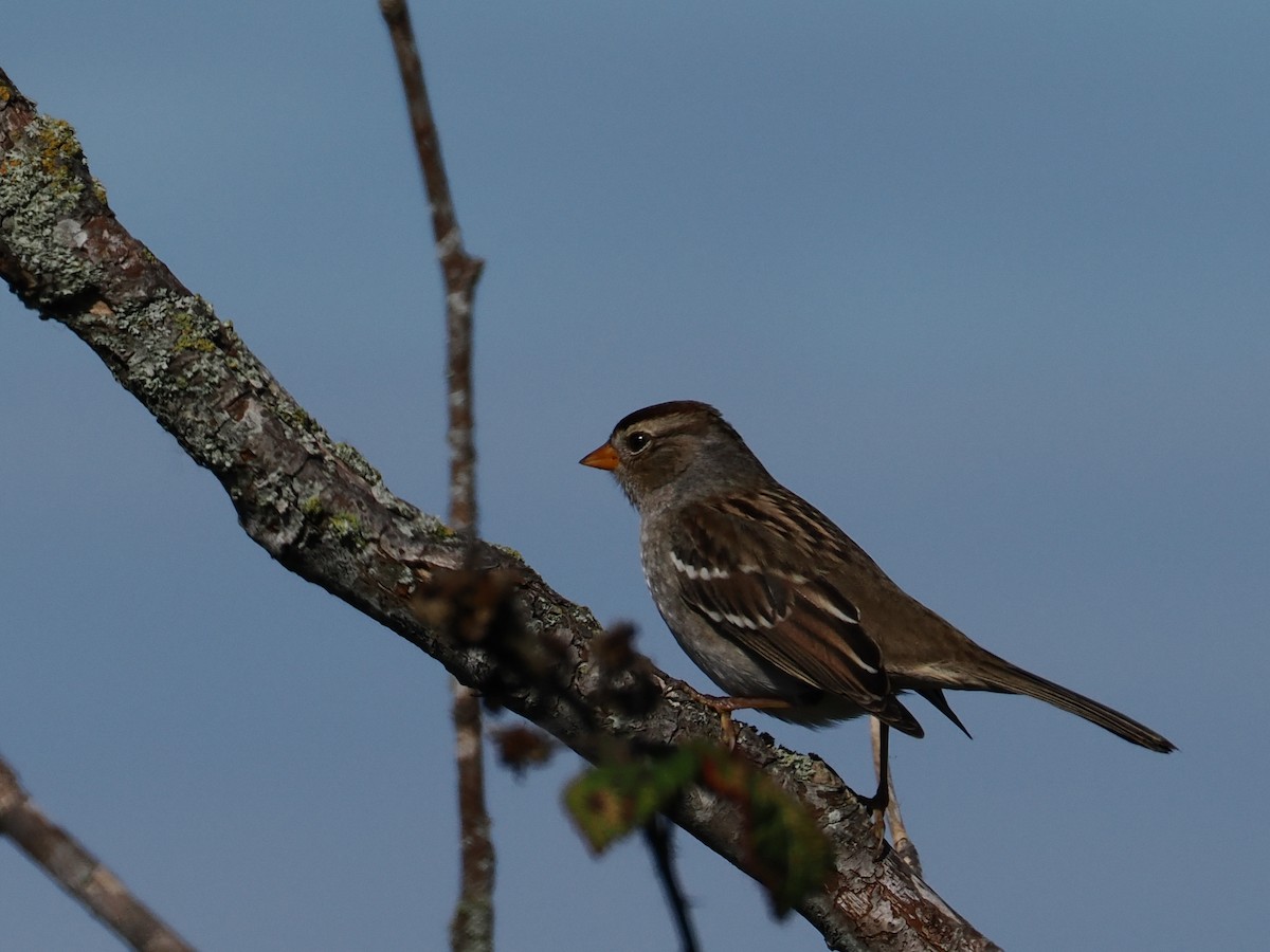 White-crowned Sparrow - ML645312190