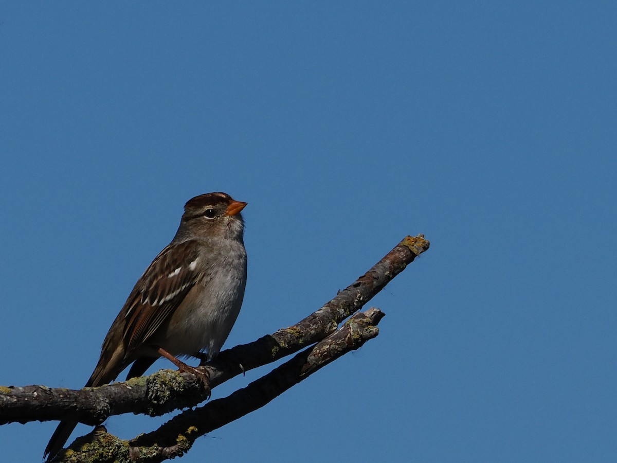 White-crowned Sparrow - ML645312191