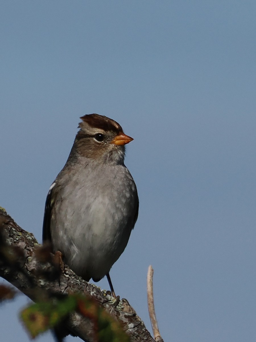 White-crowned Sparrow - ML645312192