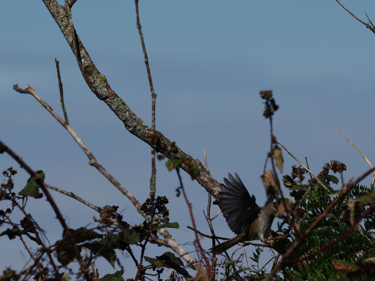 White-crowned Sparrow - ML645312193