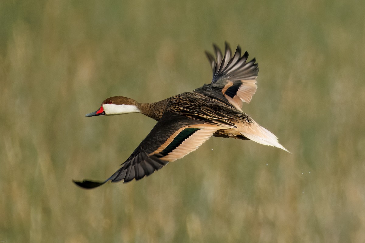 Bahamaente - ML645312207