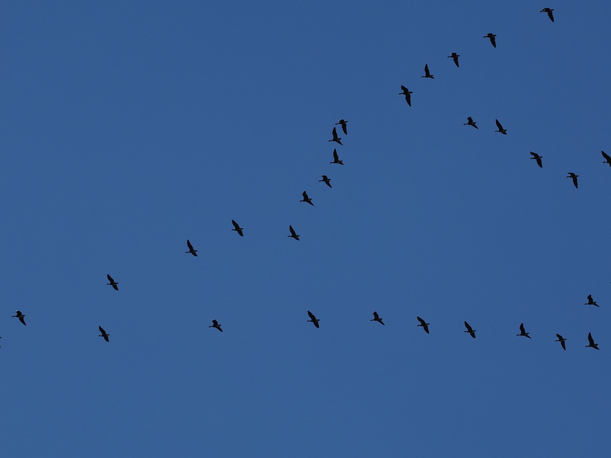 Cackling Goose - ML645312216