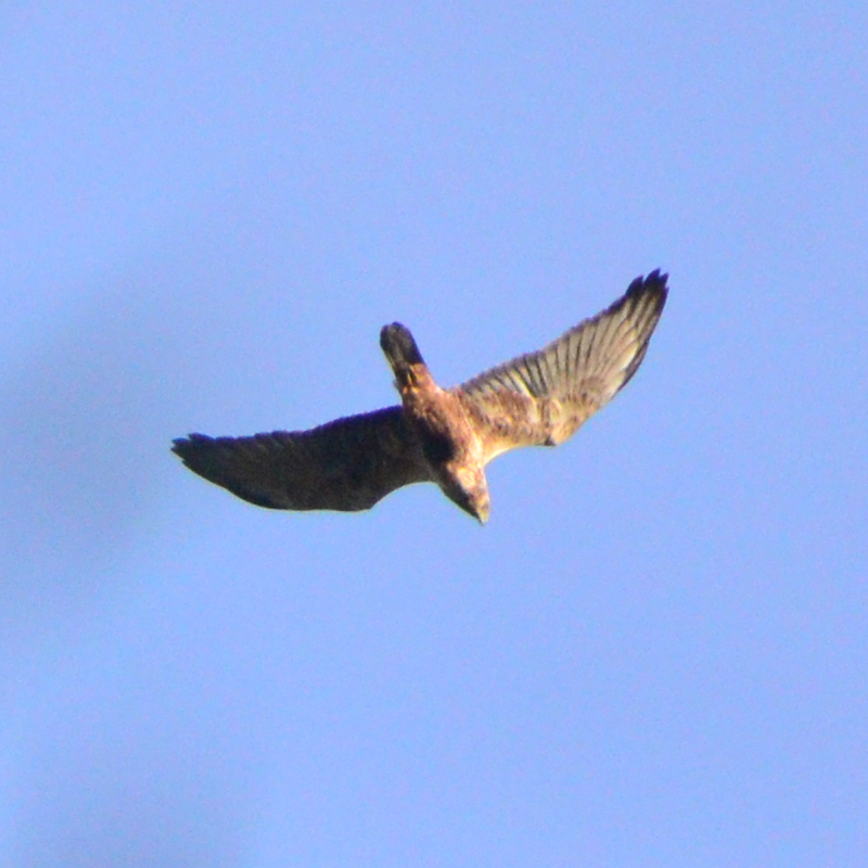 Eastern Marsh Harrier - ML645312220