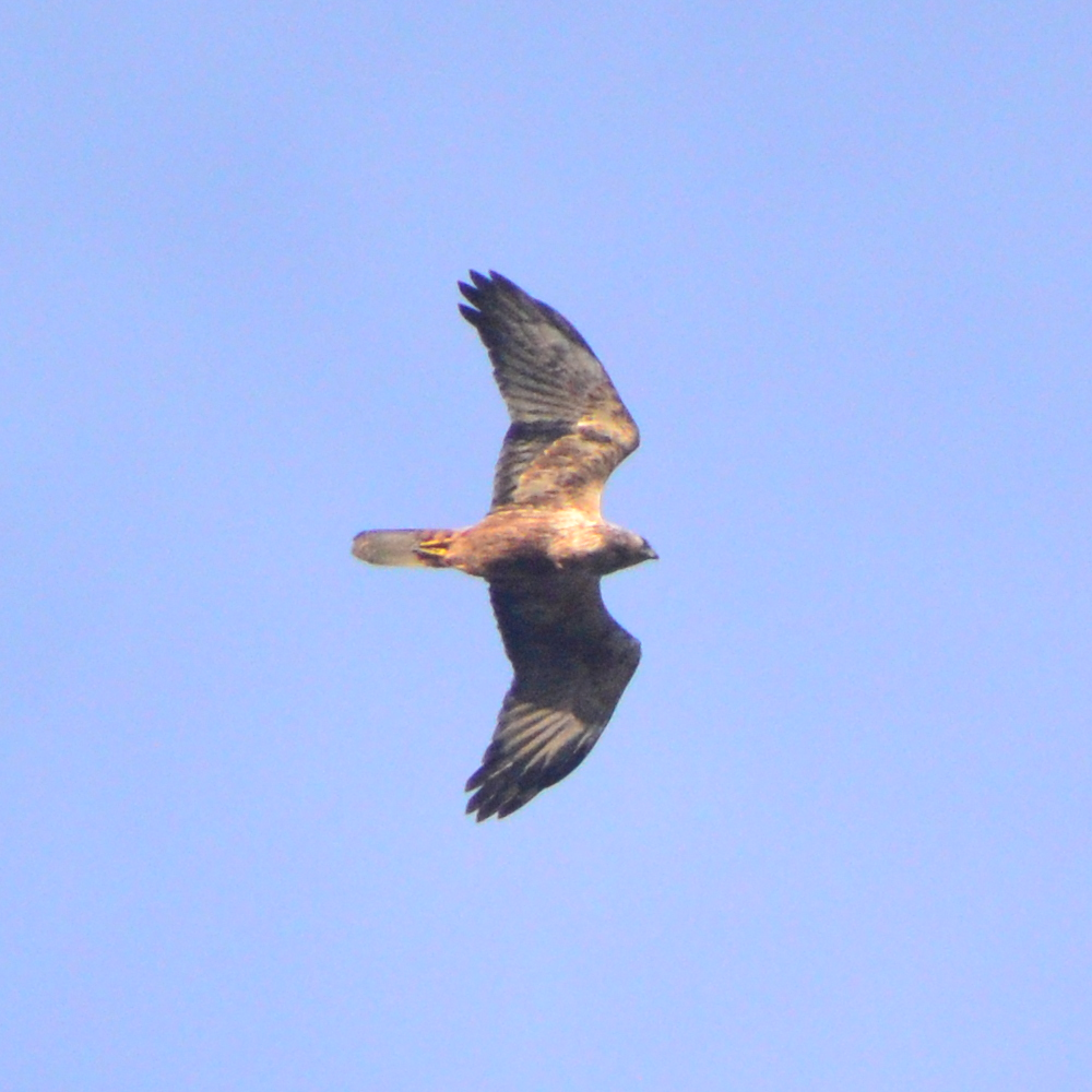 Eastern Marsh Harrier - ML645312221
