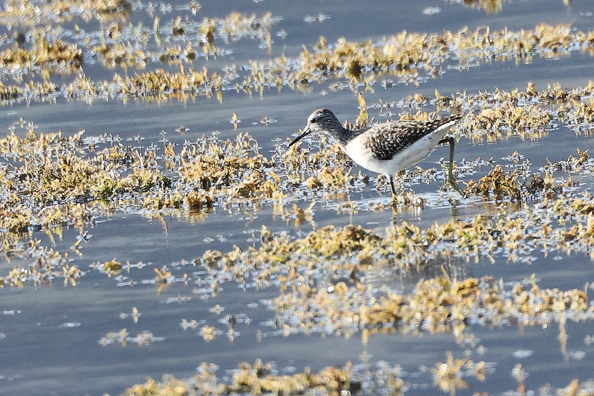 タカブシギ - ML645312237