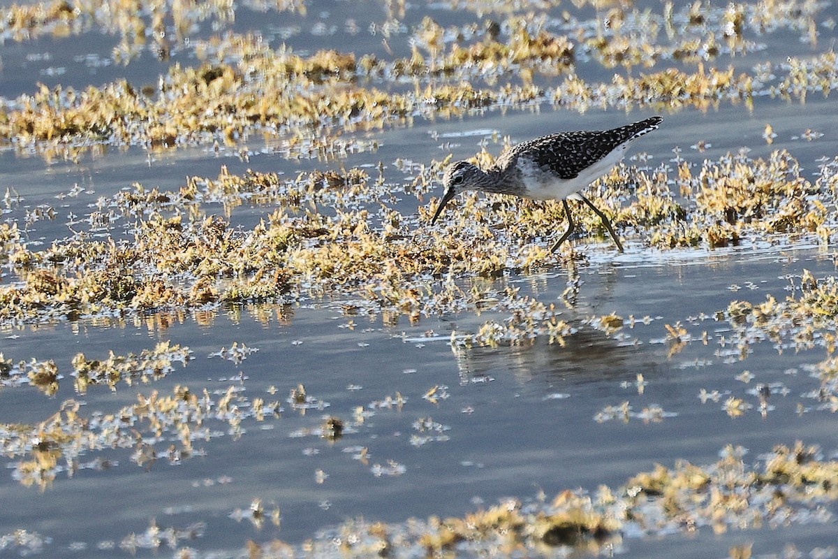 タカブシギ - ML645312239