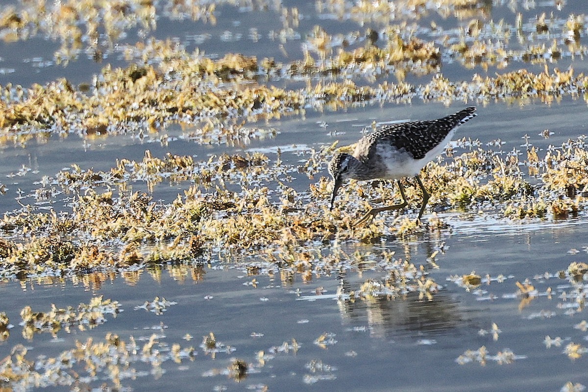 タカブシギ - ML645312241