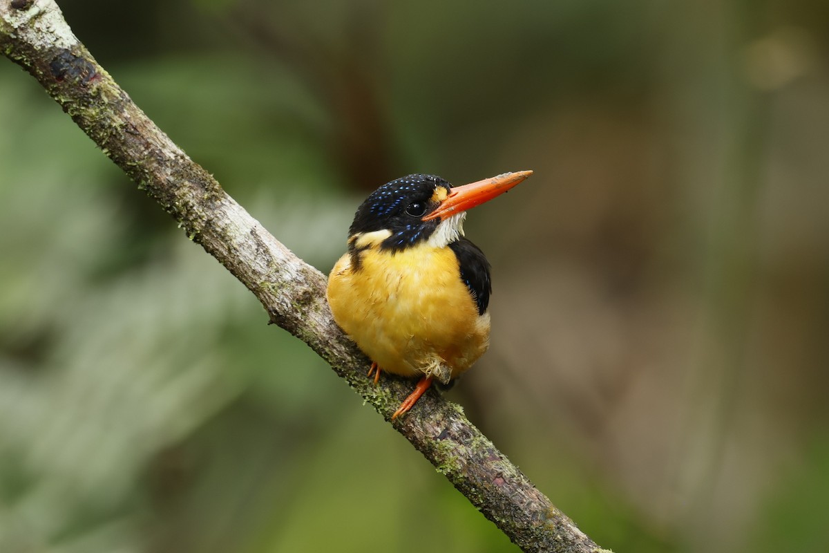 Buru Dwarf-Kingfisher - ML645312245