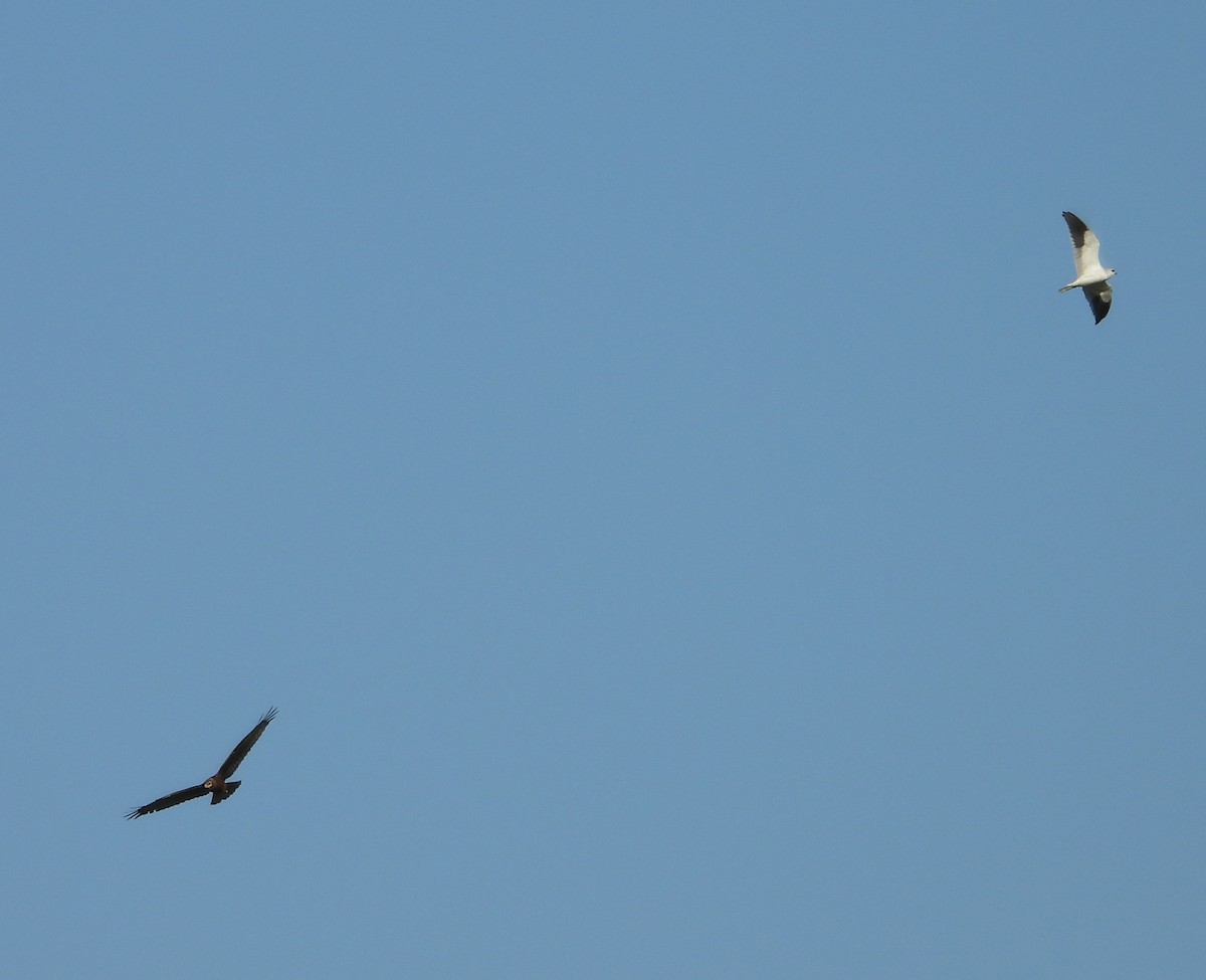 Black-winged Kite - ML645312272