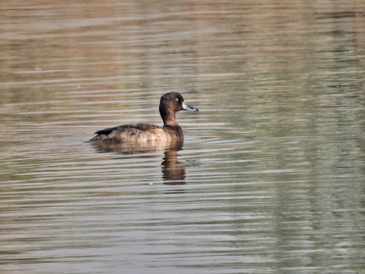 Tufted Duck - ML645312290