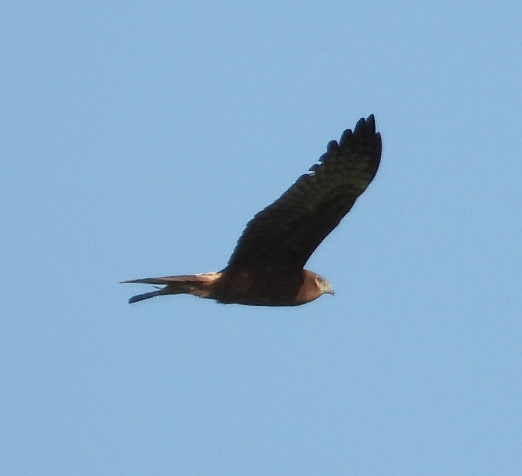 Pied Harrier - ML645312294