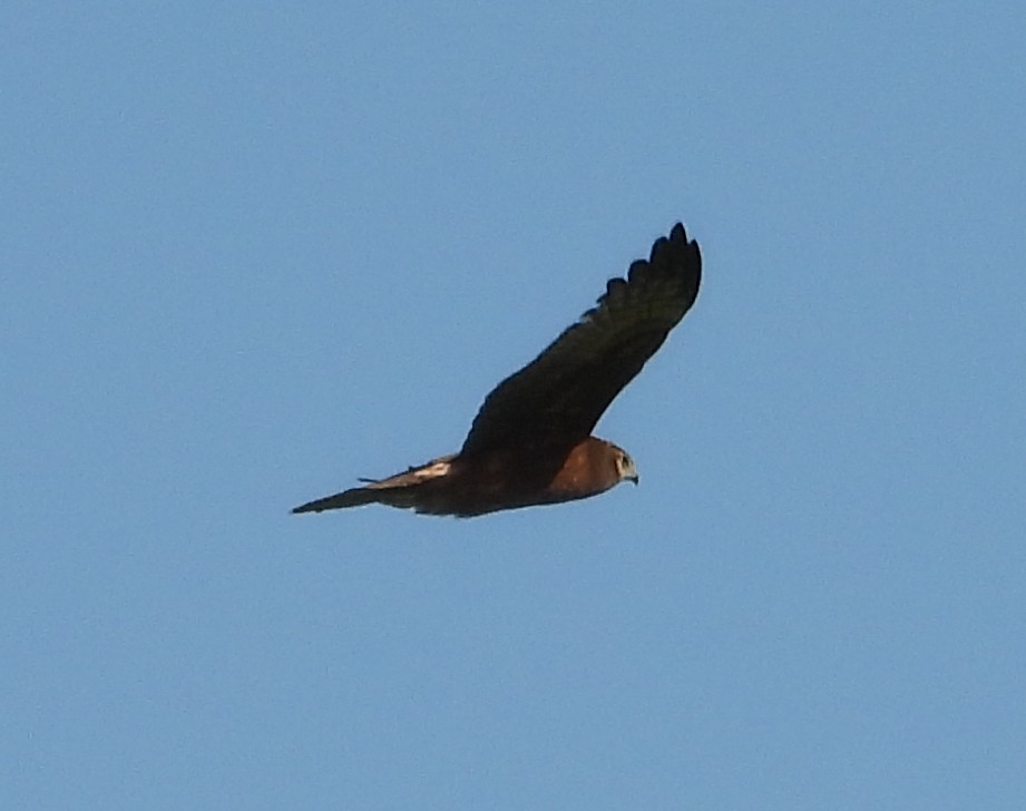 Pied Harrier - ML645312295