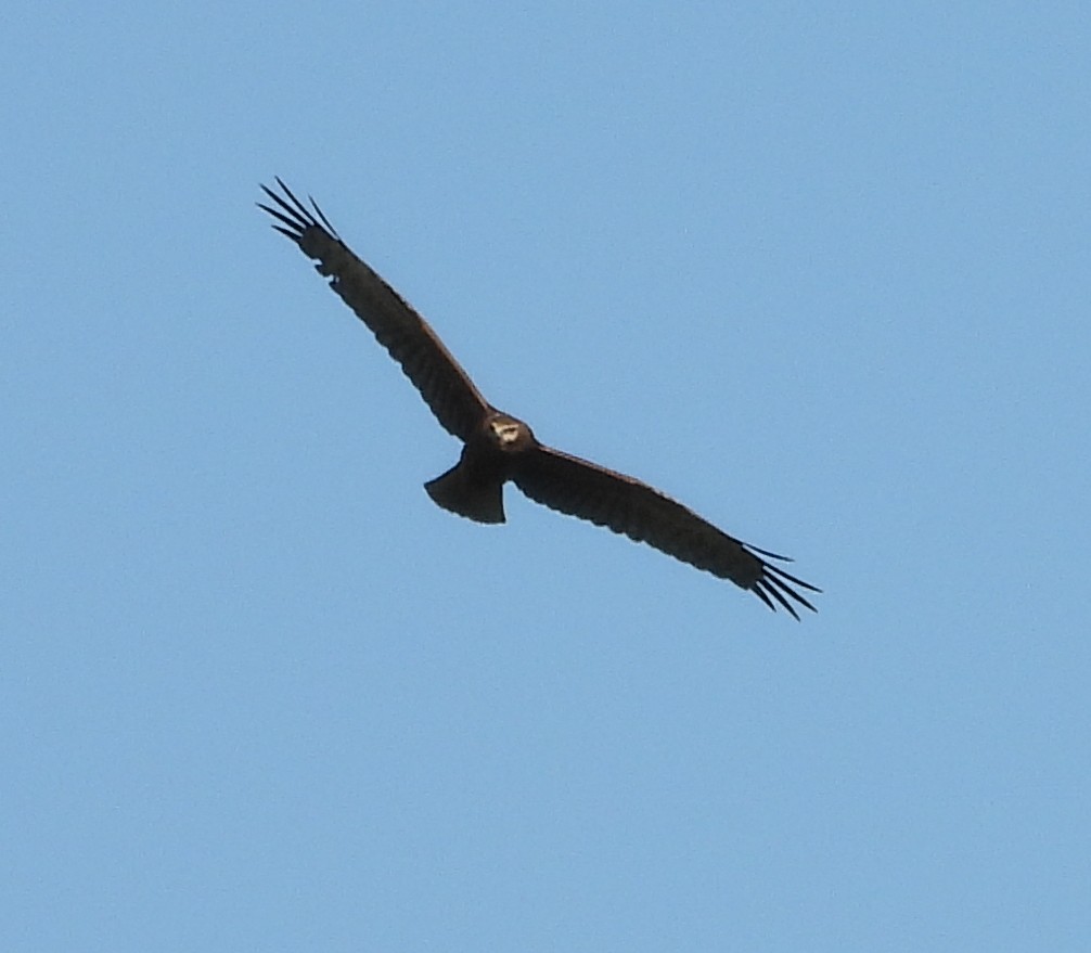 Pied Harrier - ML645312296
