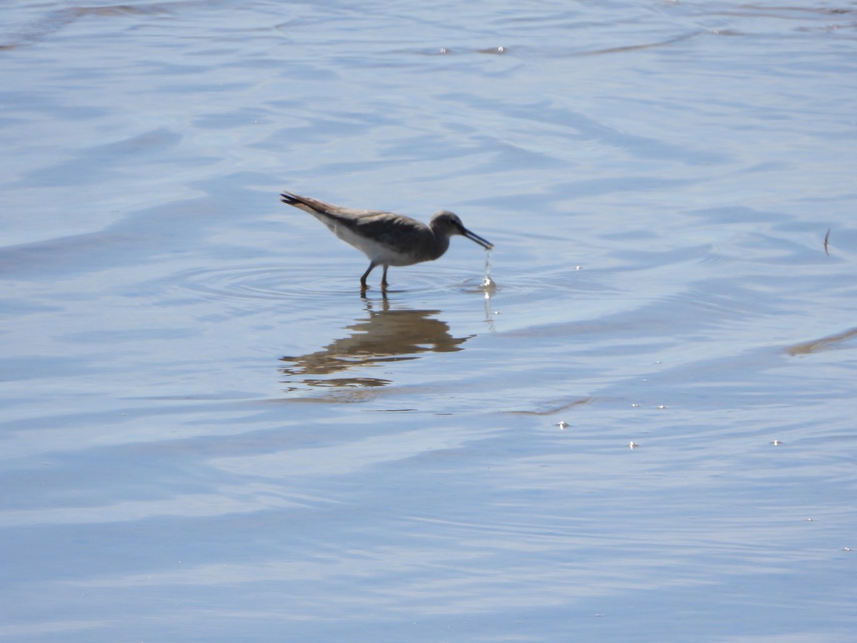 Playero Siberiano - ML645312301