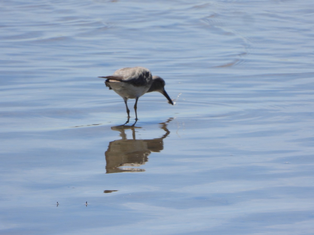 Playero Siberiano - ML645312302