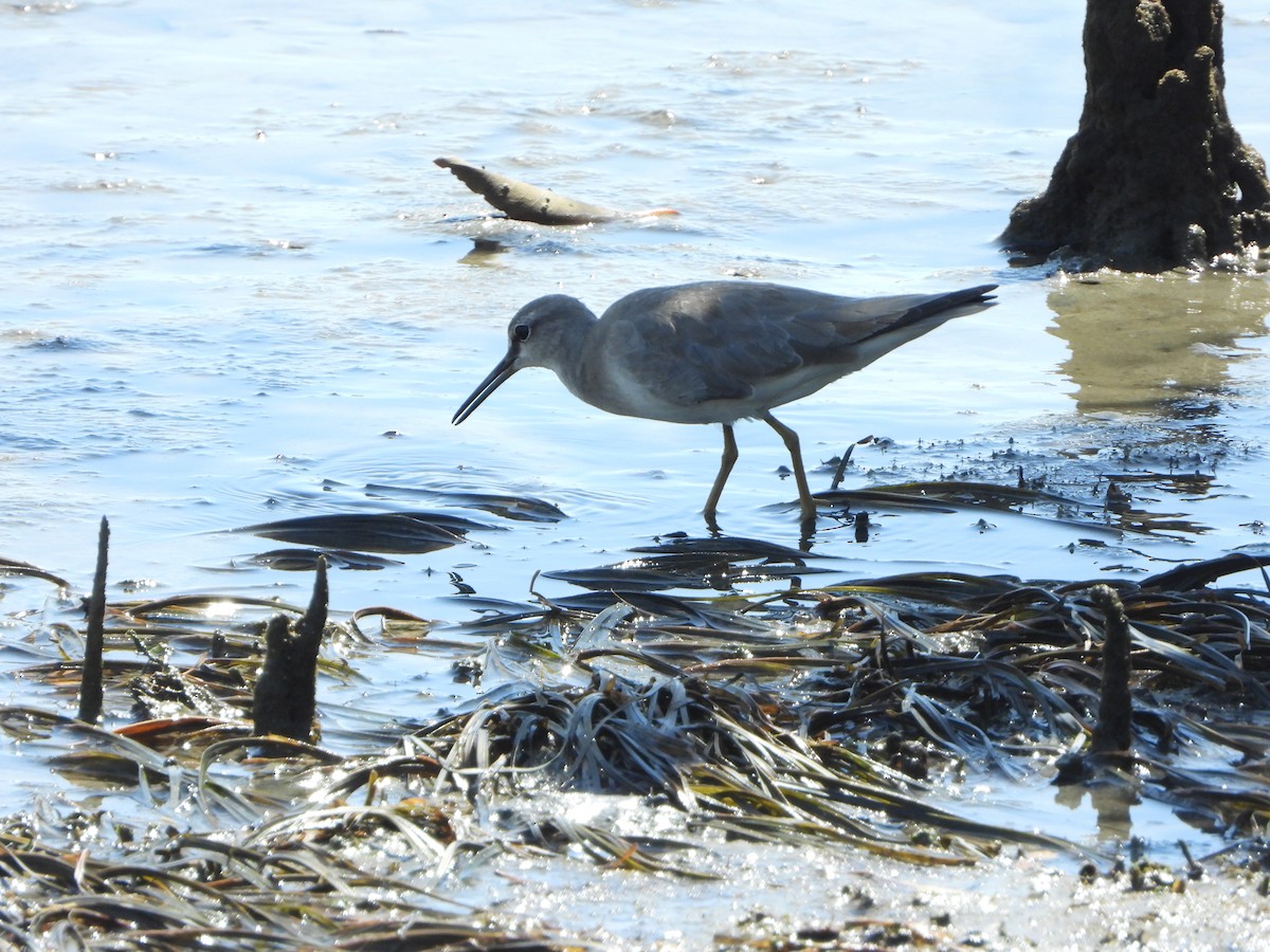 Playero Siberiano - ML645312303