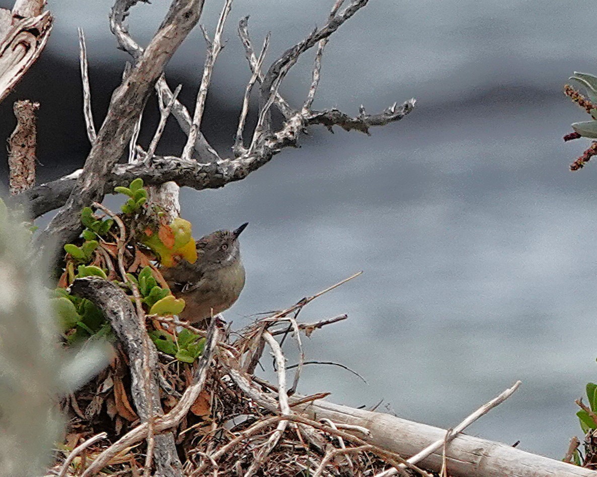 White-browed Scrubwren - ML645312304