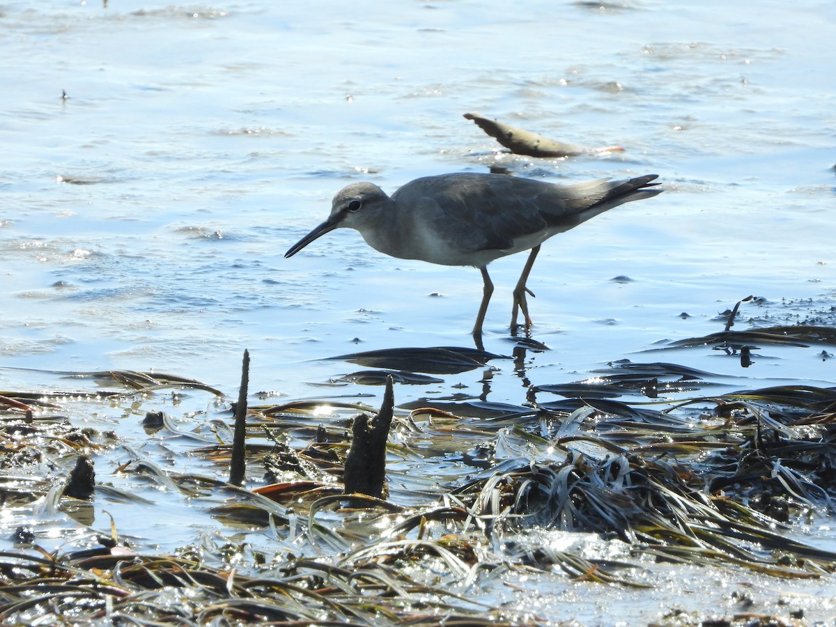 Playero Siberiano - ML645312305