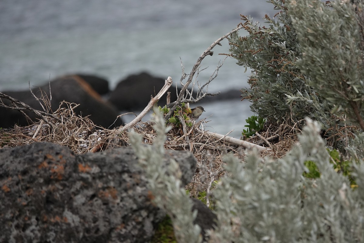 White-browed Scrubwren - ML645312311