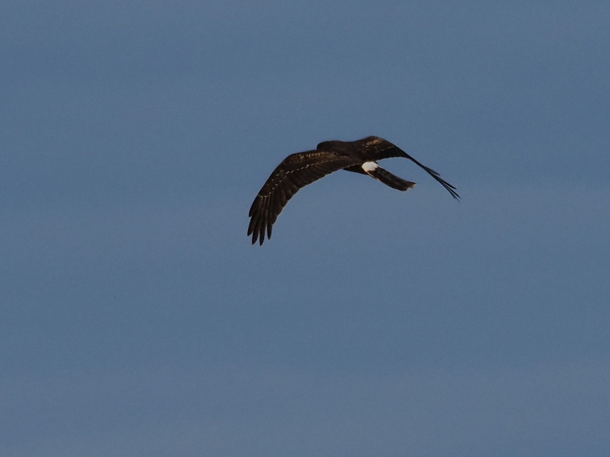 Northern Harrier - ML645312318