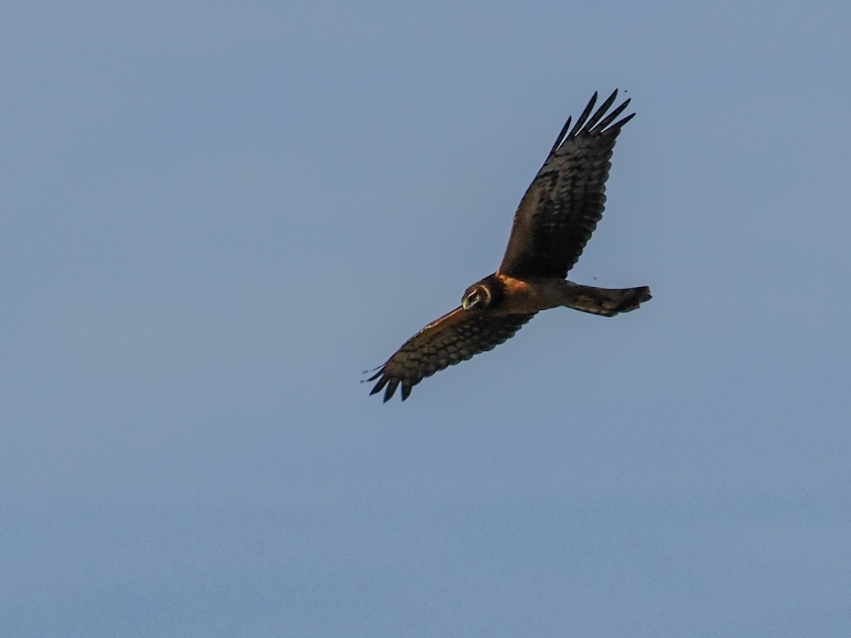 Northern Harrier - ML645312319