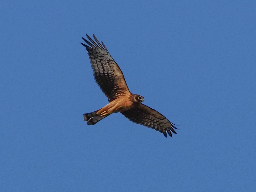 Northern Harrier - ML645312320