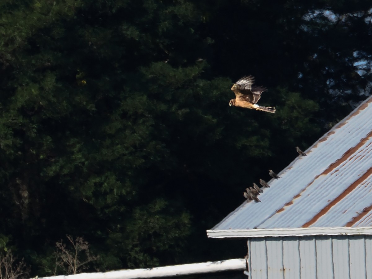 Northern Harrier - ML645312321