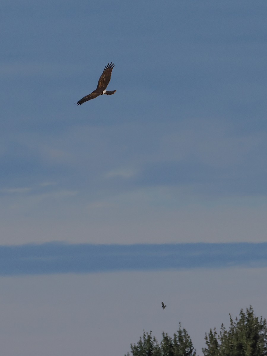 Northern Harrier - ML645312322