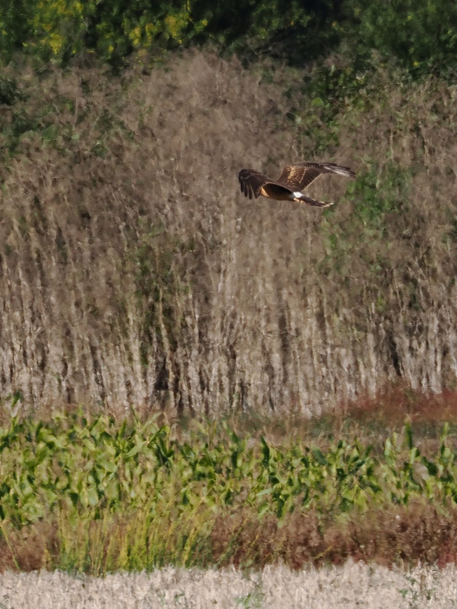 Northern Harrier - ML645312323