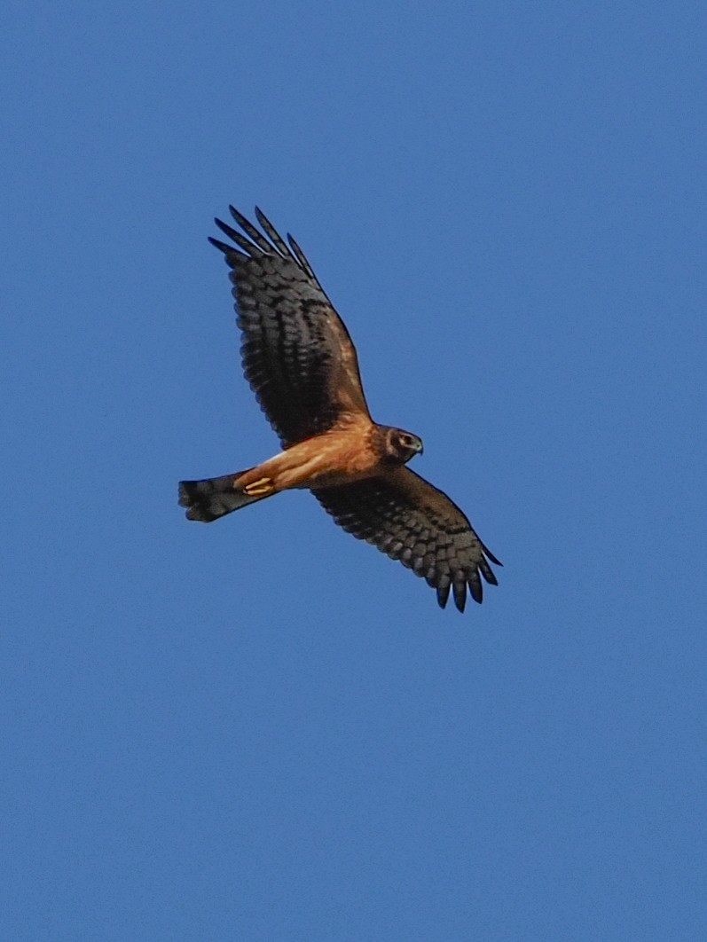 Northern Harrier - ML645312324