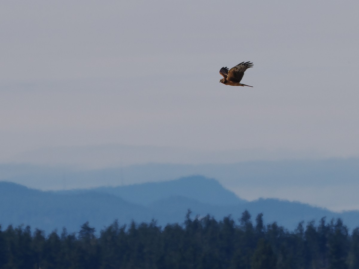 Northern Harrier - ML645312325