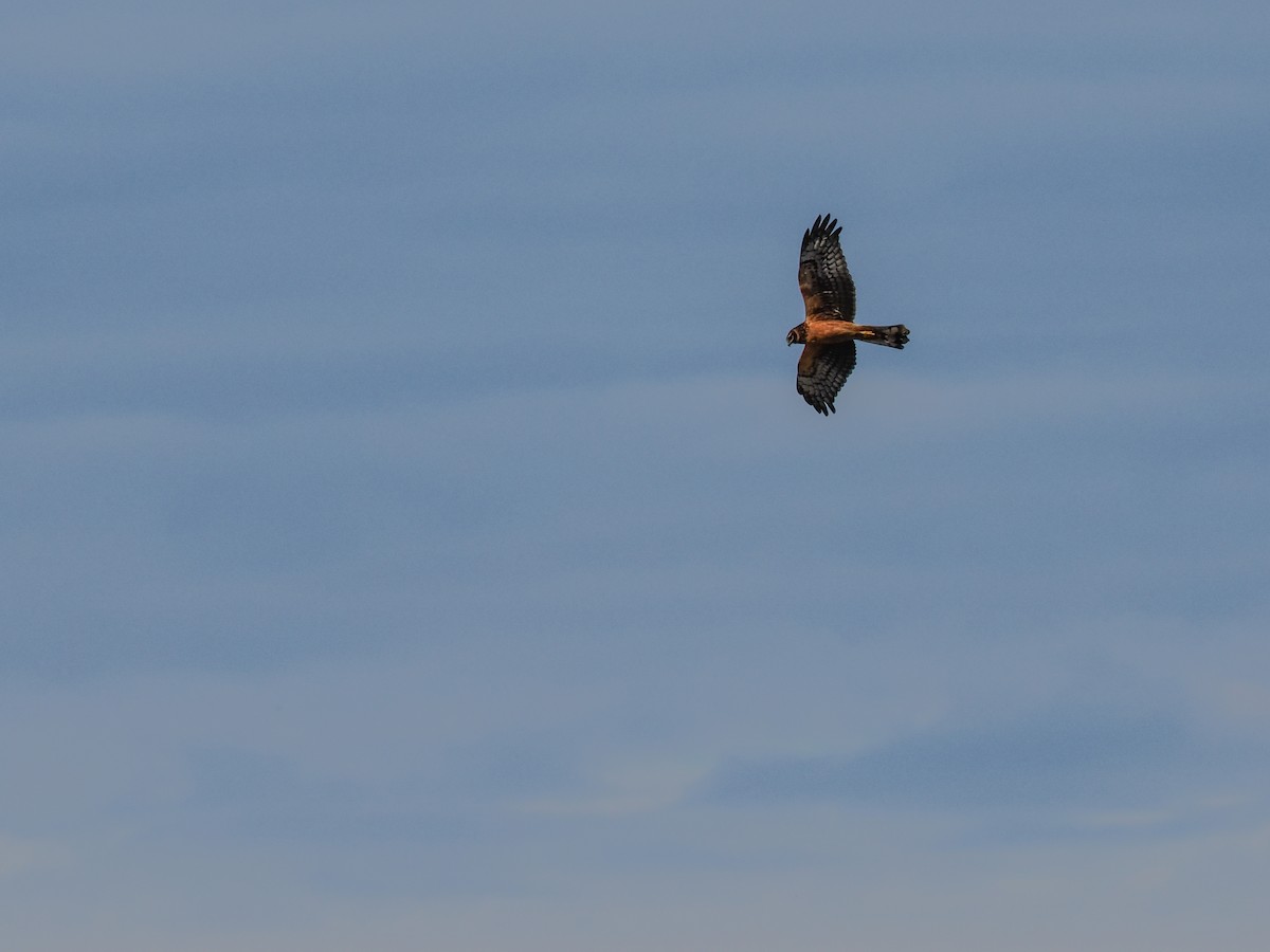 Northern Harrier - ML645312326