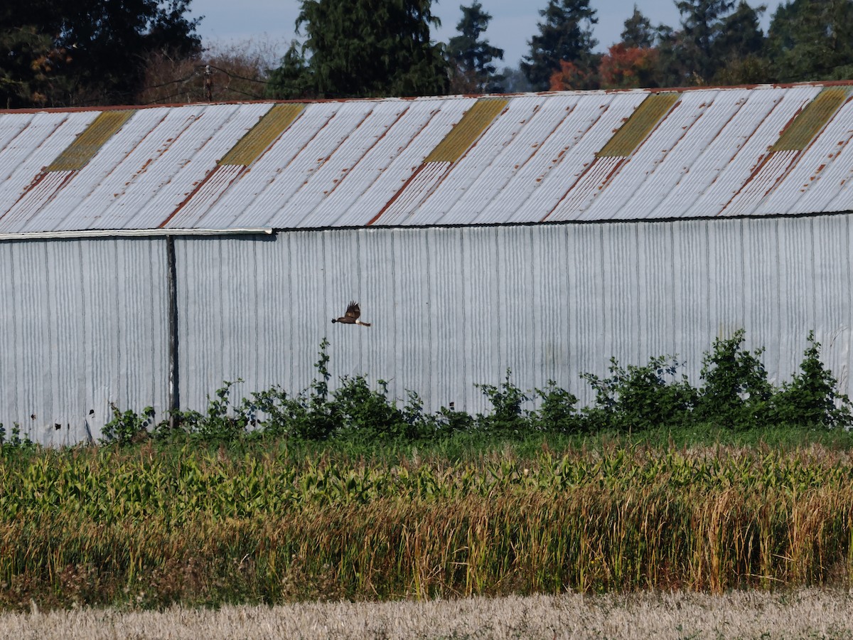 Northern Harrier - ML645312327
