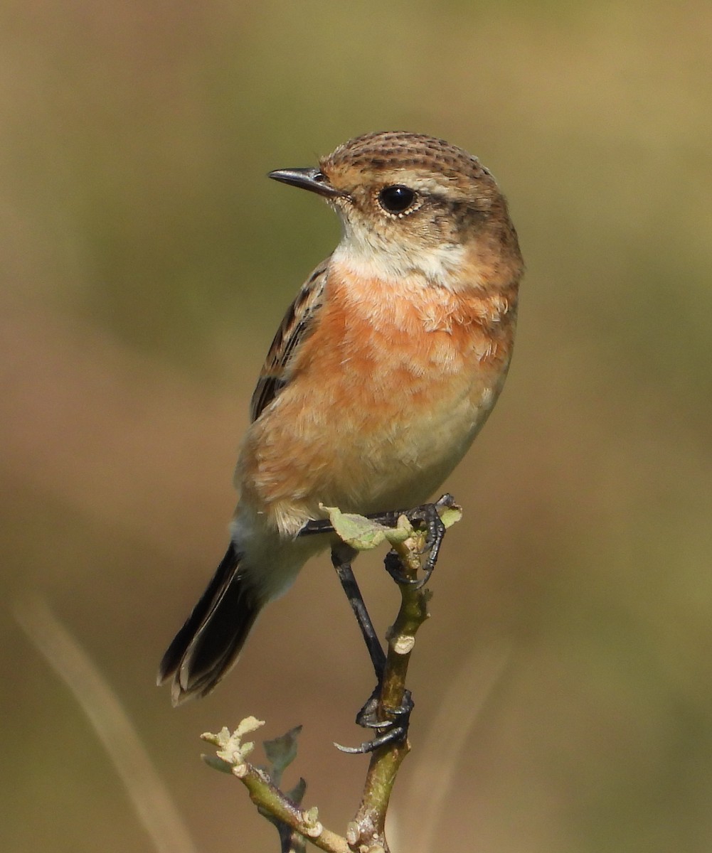 Amur Stonechat - ML645312328