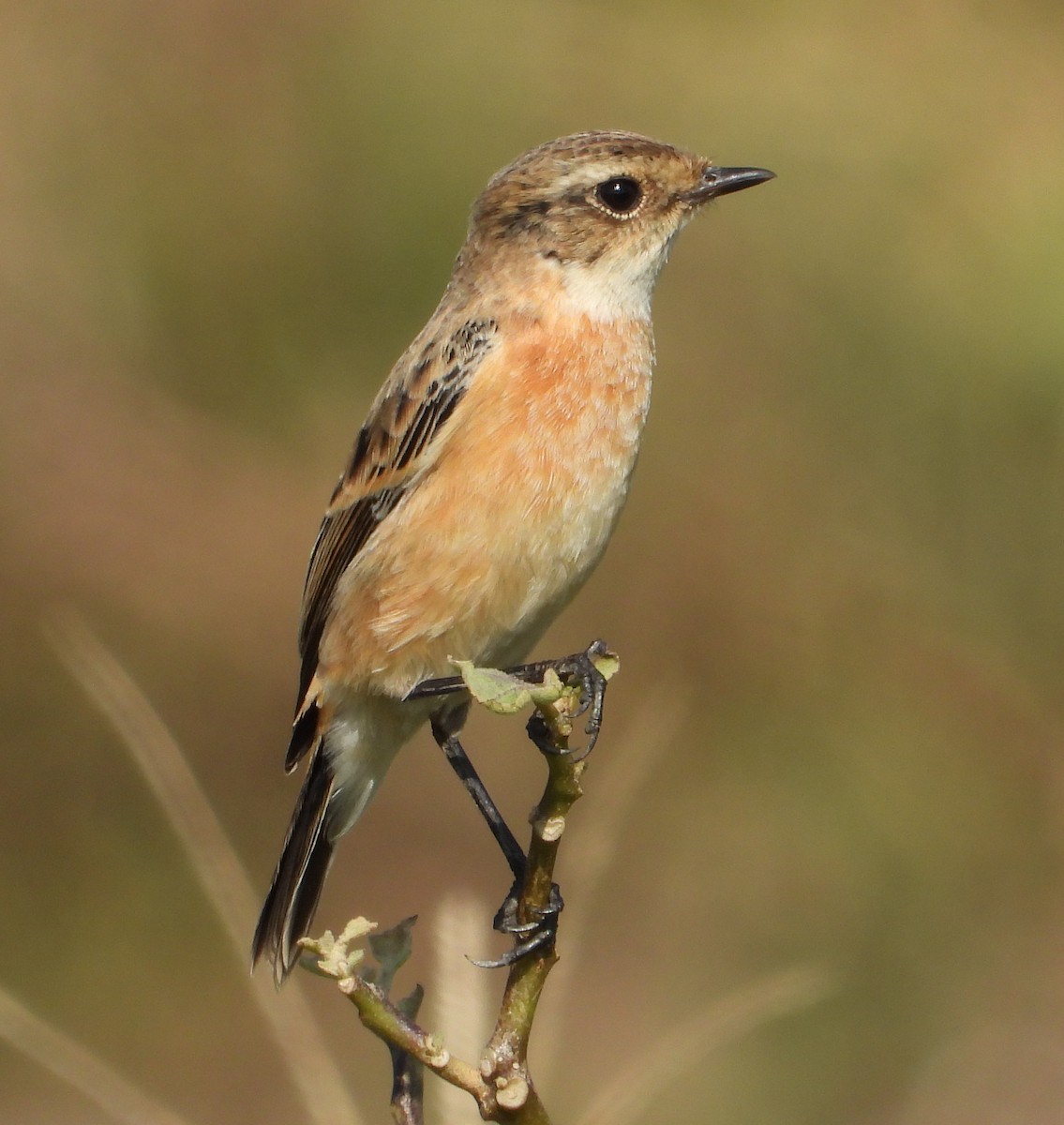 Amur Stonechat - ML645312329