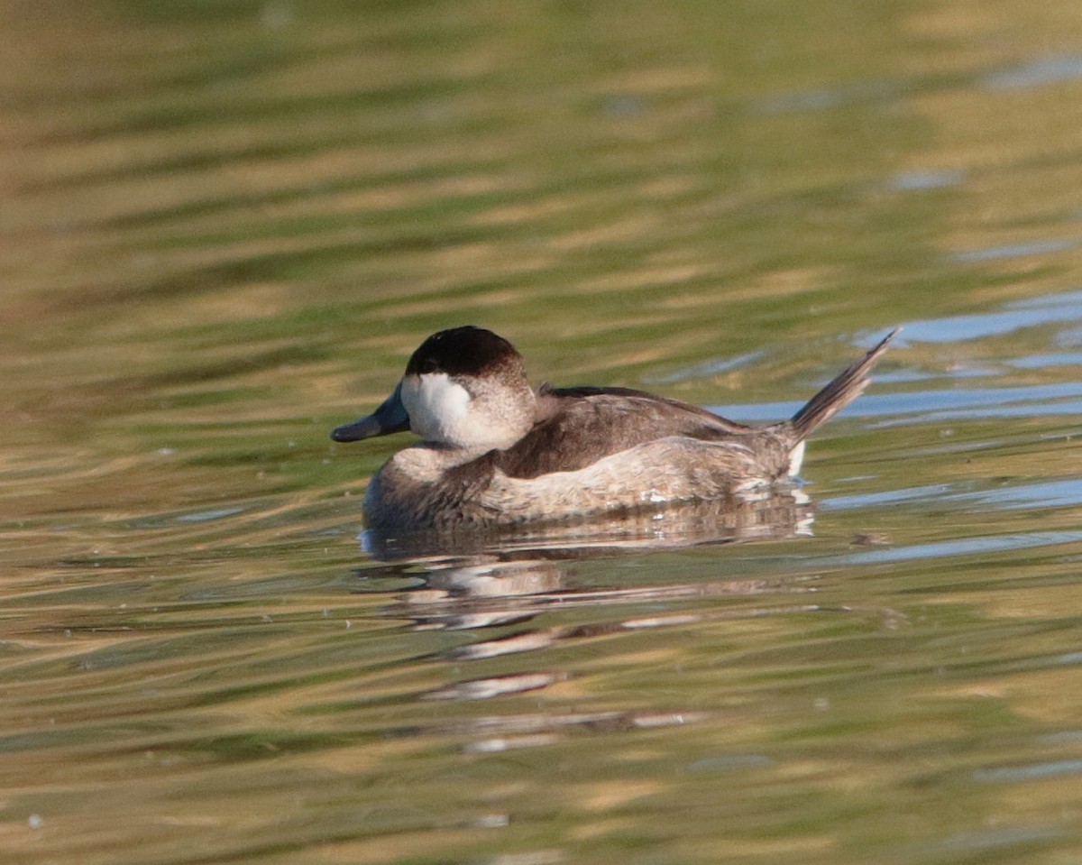 Ruddy Duck - ML645312340