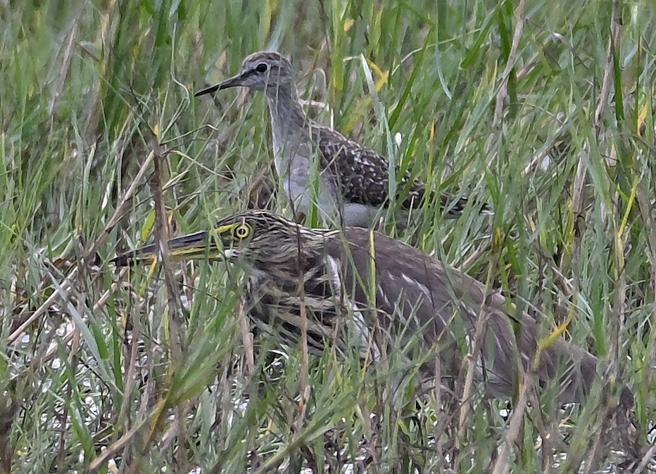 タカブシギ - ML645312341