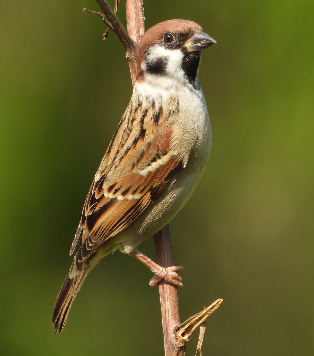Eurasian Tree Sparrow - ML645312344