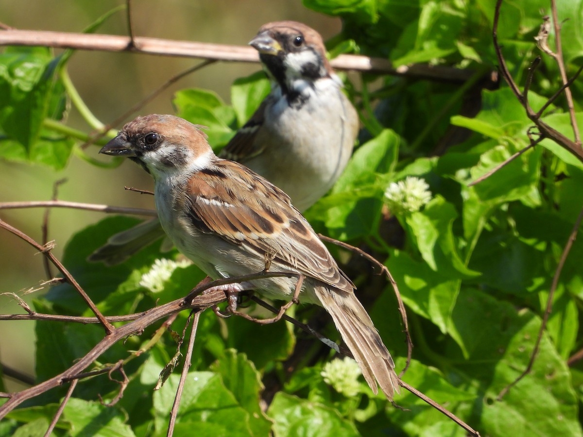 Eurasian Tree Sparrow - ML645312346