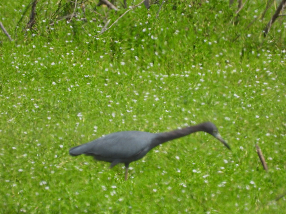 Little Blue Heron - ML645312366