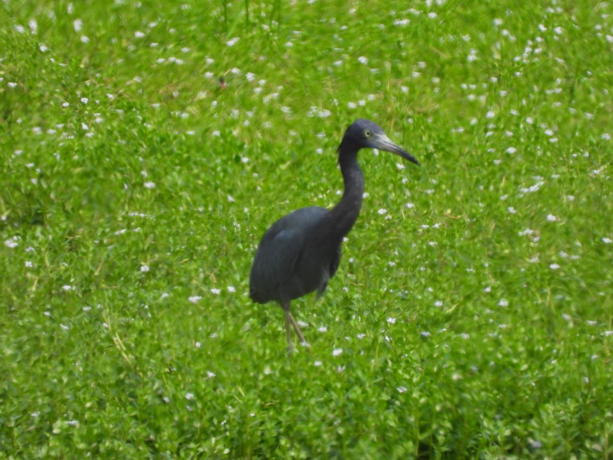 Little Blue Heron - ML645312367