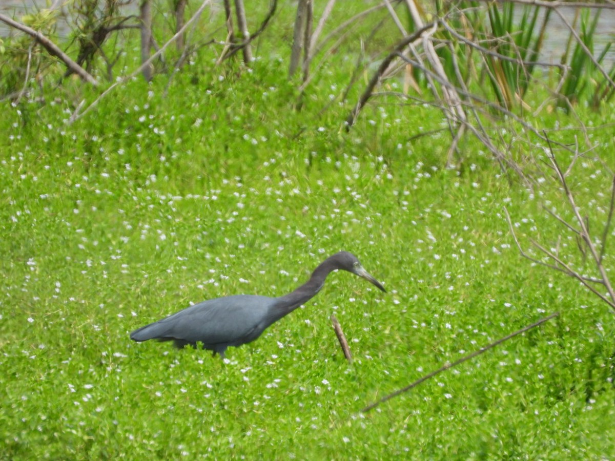 Little Blue Heron - ML645312368