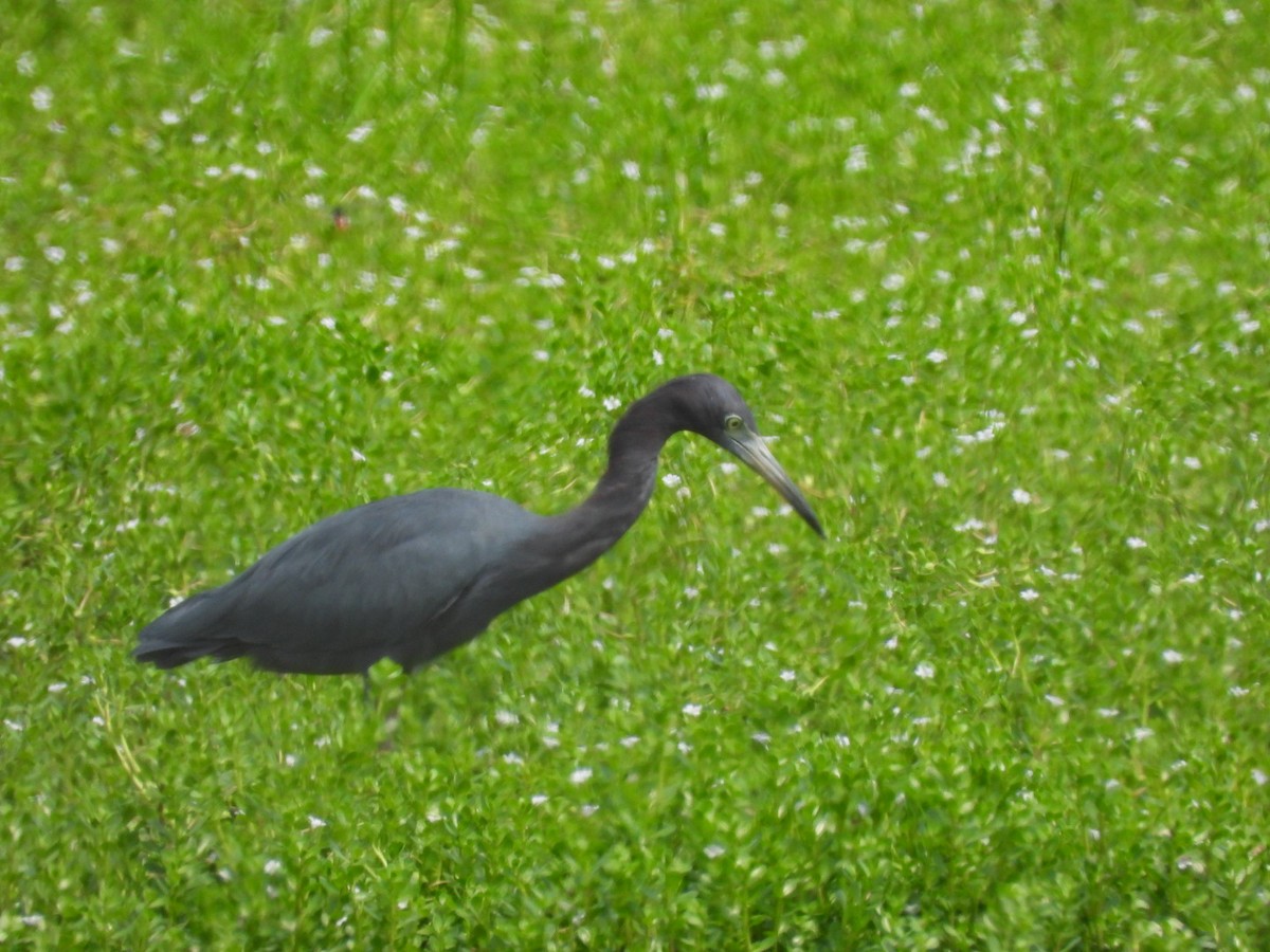 Little Blue Heron - ML645312369